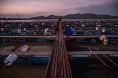 A worker at a fish farm in Thailand pushes a cart containing a drum of sedated red hybrid tilapia that have recently been harvested. The fish will be transported to a supermarket and sold fresh.