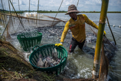 A worker fills plastic baskets with live Nile tilapia during the harvest at an industrial fish farm in Thailand. The fish will be carried in these baskets to a metal table where they will be sorted by size and tossed into other baskets where they will wait to be transferred to oxygenated water in the back of a pickup truck. From the time they are harvested until the time they are moved to the transport truck, the fish are kept out of the water.