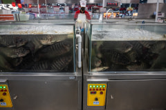 Several live Nile tilapia swim in the murky water of a densely crowded tank at a supermarket in Thailand.