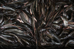 Live catfish wriggle and squirm in a crowded, waterless tub at a wet market in Thailand. With their hardy physiology, catfish can often survive for hours out of water.