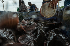 Live catfish wriggle and squirm in a crowded metal tray while being handled by workers at a fish stall in a wet market in Thailand. With their hardy physiology, catfish can often survive for hours out of water.