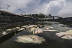 A close-up view at surface level of the white and decaying bodies of several dead tilapia float on the surface water of a floating cage at an Indonesian fish farm. The dead tilapia are fed as food to the catfish being raised on the same farm.
