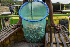 A worker uses a dip net to scoop up a group of juvenile tilapia which become piled within the net as they are lifted out of a transportation tank. The fish will be transferred to a mobile floating cage which will be used to relocate the animals to an Indonesian fish farm in the area, where they will raised until they reach market-size.