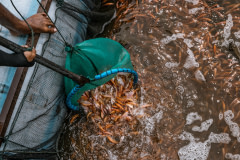 A view from above as a worker uses a dip net to deposit juvenile tilapia into a mobile floating cage. The fish have been removed from a transportation tank and are being transferred to a nearby Indonesian fish farm.