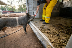 An Animal Control Officer tries to lure a hungry pig into a stock trailer to be evacuated out of the active fire zone.