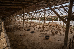 An overview of a large shed that houses thousands of ducks confined to dry pens at an Indonesian duck egg farm. Indonesia, 2021. Haig / Act for Farmed Animals / We Animals Media