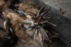 Close up of several ducks tied by the feet at a wet market. Indonesia, 2021. Haig / Act for Farmed Animals / We Animals Media.