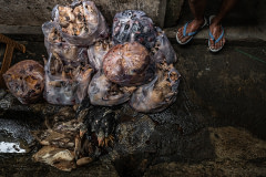 Bags of duck meat are packaged and placed right next to live chickens and ducks who are moments away from being slaughtered. Indonesia, 2021. Haig / Act for Farmed Animals / We Animals Media