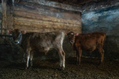 Two of the six Jersey calves who were rescued from a barn fire stand in a holding pen at a nearby farm.