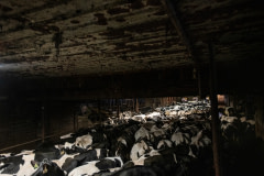 Holstein cows are ushered into the centre of a barn which leads to the milking parlour at a dairy farm in Vermont. During the winter months, typically between November and May, they live here indoors.
