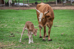 A cow's hooves at a farm have been left to overgrow and become extremely long. Reasons for such long hoof growth in bovines include excessive energy intake, malnutrition, rumen acidosis, curly toe syndrome, and walking on soft ground. Here, she stands with her newborn calf.