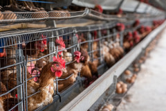 Sixty-week-old hens live crowded together inside stacked rows of battery cages on an industrial egg production farm. The farm keeps hens inside these cages for two years while they produce eggs. Each cage is intended to hold up to three hens, but four or five hens per cage were often visible.