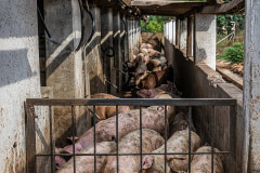 Curious young pigs, filthy with feces and urine, crowd together in a walkway between pens on an intensive pig farm to look out from behind a closed gate.