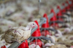 A chicken raised for meat perches on top of a feeding line inside a rearing shed on an industrial broiler chicken farm. Thirty-three thousand individuals live in this tightly packed shed, and at any given time, 120,000 chickens live on this farm.