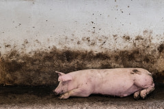 A young pig lies in the corner of their filthy enclosure on a small African farm owned by a large company. Approximately 150 pigs live on this farm in small pens of varying degrees of cleanliness without any enrichment. The farm will send the pigs to slaughter when they are between four to six months of age.