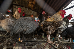 Chickens and guinea fowl stand inside a crowded cage at a bustling live animal market in Africa. Customers purchase them alive kill them at home.
