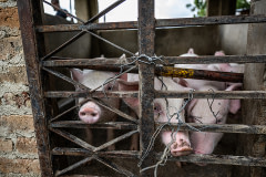 Four young pigs look through a wired-shut gate on a small backyard farm in Africa. The farm's newly built pens hold dozens of pigs on concrete floors without enrichment or outdoor access.