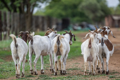 A group of goats walks along a dirt road on a large industrial farm that keeps many types of animals.