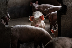 A young pig gazes into the camera from inside a dark, open-air concrete pen on a large industrial farm. They share this pen with numerous other young pigs, all filthy from their living conditions.