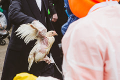 After completing the Kaporos ritual, a practitioner hands a "used" chicken to a worker at a pop-up stand on the side of a bust street. USA, 2022. Victoria de Martigny / We Animals Media