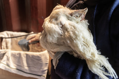 An ailing chicken used for the Kaporos religious ritual that takes place annually at various sites in Brooklyn is cradled by an activist at a rescue center. USA, 2022. Molly Condit / We Animals Media