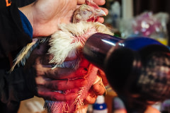 Volunteers with the Alliance to End Chickens as Kaporos use hair dryers to warm a hypothermic chicken that was rescued and brought to triage. USA, 2022. Victoria de Martigny / We Animals Media