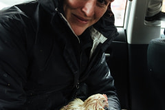 Photojournalist Kelly Guerin gently cradles a chicken pulled from a crate of dead and dying birds left on a street outside a butcher shop. USA 2022. Victoria de Martigny / We Animals Media