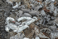 Hundreds of bodies behind a mink farm.
