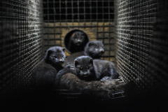 Mink kits cuddle to the body of their dead mother.