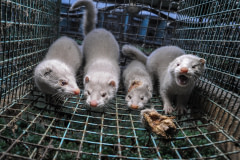 Mink frequently wound and cannibalize one another in the cramped conditions of fur farms. AWARDS: 2020 Pictures of the Year International - Photography Book of the Year. 2021 Independent Publisher Book Awards - Gold Medalist (Most Likely To Save The Planet).