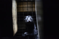 Mink in a very small cage at a fur farm in British Columbia.
