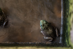 A bullfrog sits partially submerged in murky water on a frog farm.