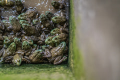 Countless bullfrogs fearfully crowd together inside a concrete pit on a frog farm.