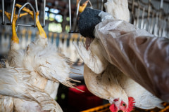 A distressed chicken hangs upside down with her mouth agape as she is attached to a processing line by a worker.