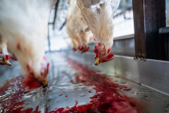 Chickens hanging upside down on a processing line bleed to death over a blood trough.