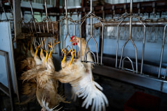 A distressed chicken struggles and fights to escape the shackles of the processing line at a halal slaughterhouse.