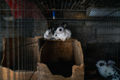 Baby rabbits sit together atop a wooden box inside their barren cage at a small-scale rabbit farm.