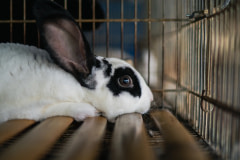 A juvenile rabbit lies on bare wooden slats as they stare out of their cage at a small-scale rabbit farm.