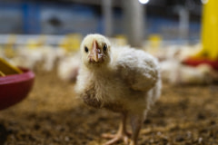 A curious young chicken stares intently into the camera at a large chicken farm.
