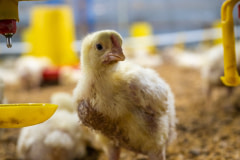 A young chicken being raised for their meat looks inquisitively into the camera.