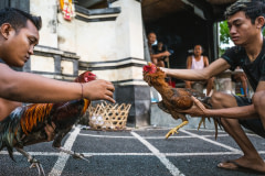 Two men hold back their roosters, who are positioned face-to-face at the start of a cockfight.