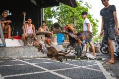 Two roosters jump up and grab at each other during of a cockfight in Bali.