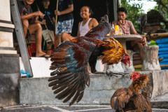 A rooster wearing long blades attached to his legs jumps up and lunges at his opponent in a cockfight.