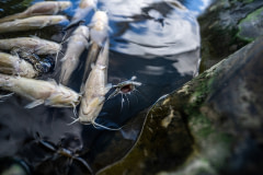 Dead catfish float on the surface of a pond filled with live fish and murky water.
