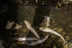 Dead catfish and waste lie in shallow, filthy water covering the bottom of a tank at a fish farm.