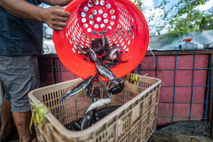 Catfish are dumped from a plastic basket into another container on a catfish farm.