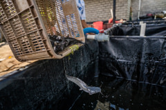 A catfish falls from a basket into a new pond at a catfish farm.