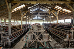 Rows of cages full of female chickens at an intensive egg farm.