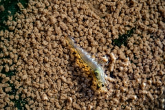 A shrimp inside a net at a shrimp farm in Lombok.