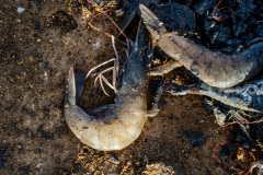 Two dead shrimp lie on the ground at a shrimp farm in Lombok.